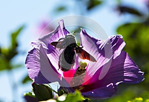 Xylocopa violacea collects pollen and nectar from Syrian hibiscus