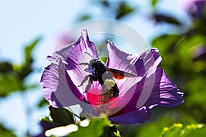 Xylocopa violacea collects pollen and nectar from Syrian hibiscus