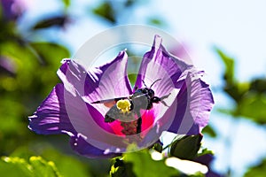 Xylocopa violacea collects pollen and nectar from Syrian hibiscus