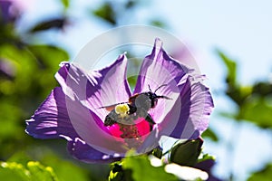 Xylocopa violacea collects pollen and nectar from Syrian hibiscus