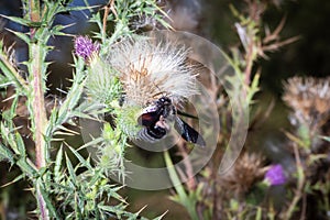 Xylocopa violacea eat nectar