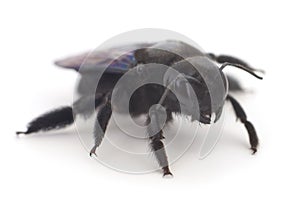 Xylocopa Violacea isolated on white