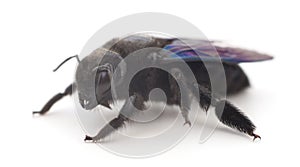 Xylocopa Violacea isolated on white