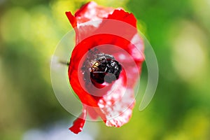 Xylocopa violacea on a red poppy blossom, protecting rare insects with native flowers