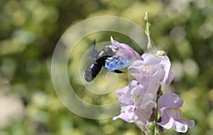 Xylocopa Violacea species picking pollen