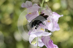 Xylocopa Violacea species standing on a flower