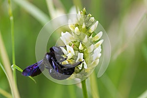 Xylocopa violacea, the violet carpenter bee