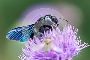 Xylocopa violacea, the violet carpenter bee