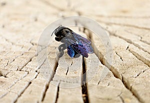 Xylocopa violacea, or violet carpenter bee, on a dried trunk