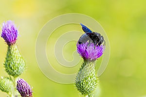Xylocopa violacea, violet carpenter bee, pollinating