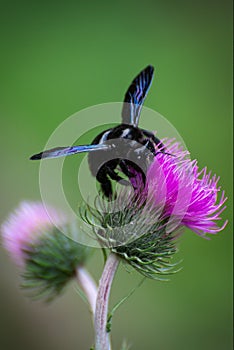 Xylocopa violacea, Violet carpenter bee pollinating a Cotton Thistle Onopordum acanthium flower.