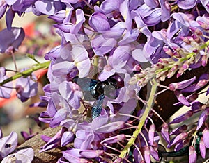 Xylocopa violacea, or violet carpenter bee, on wisteria flowers