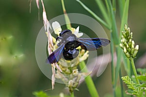 Xylocopa violacea, the violet carpenter bee photo