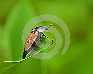 Xylodrepa quadripunctata