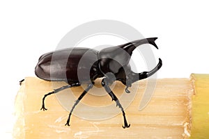 Xylotrupes gideon or Siamese rhinoceros beetle animal isolated on white background