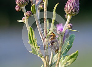 Xysticus audax has captured a Halyomorpha halys in a thistle. Hunting spider, brown marmorated stink bug. Life and death