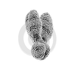 Y-chromosome on white background photo