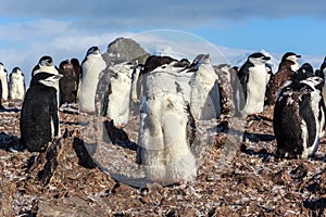 1y old chinstrap chick penguin standing among his colony members