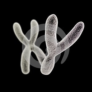 Y and X chromosomes (Y front) on black background photo