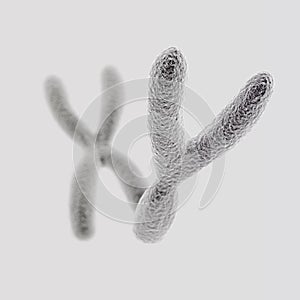 Y and X chromosomes (Y front) on light background photo