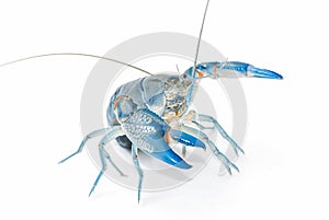 Yabbie Crayfish in fighting position,Blue crayfish