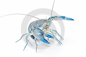 Yabbie Crayfish in fighting position,Blue crayfish