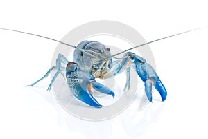 Yabbie Crayfish in fighting position,Blue crayfish