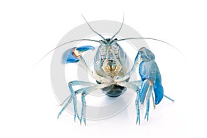 Yabbie Crayfish in fighting position,Blue crayfish