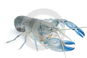 Yabbie Crayfish in fighting position,Blue crayfish