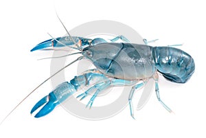 Yabbie Crayfish in fighting position,Blue crayfish