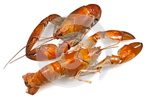 Yabby or Freshwater Lobster