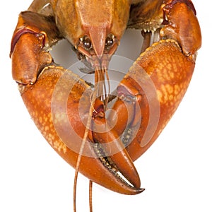 Yabby or Freshwater Lobster