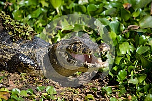 Yacare Caiman in the Brazil Pantanal