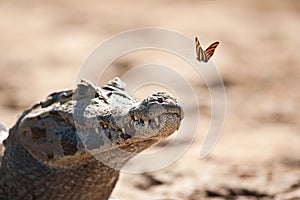 Caimán a mariposa 