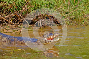 Yacare Caiman, Caiman Crocodilus Yacare Jacare, Cuiaba river, Pantanal, Porto Jofre, Mato Grosso, Brazil photo