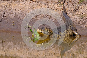 Yacare Caiman, Caiman Crocodilus Yacare Jacare, Cuiaba river, Pantanal, Porto Jofre, Mato Grosso, Brazil photo
