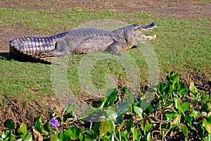 Yacare Caiman, Caiman Crocodilus Yacare Jacare, in the grassland of Pantanal wetland, Corumba, Mato Grosso Sul, Brazil photo