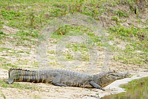 Yacare caiman (Caiman yacare)