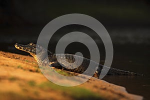 Yacare Caiman, crocodile on the beach with evening sun, Pantanal, Brazil