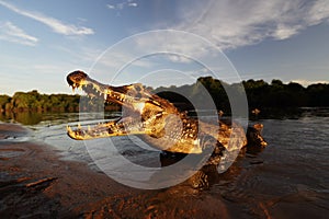 Yacare Caiman, crocodile in evening sun, Pantanal, Brazil