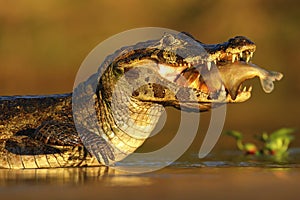 Yacare Caiman, crocodile with fish in with evening sun, Pantanal, Brazil