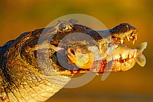 Yacare Caiman, crocodile with fish in muzzle with evening sun, detail portrait of animal in the nature habitat, action feeding