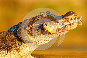 Yacare Caiman, crocodile with fish in with open muzzle with big teeth, Pantanal, Brazil. Detail portrait of danger reptile. Caiman