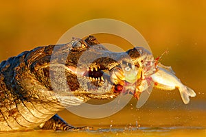 Yacare Caiman, crocodile with fish in with open muzzle with big teeth, Pantanal, Brazil. Detail portrait of danger reptile. Caiman