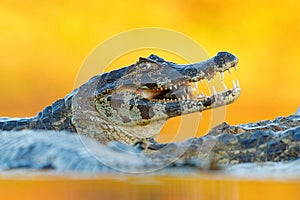 Yacare Caiman, crocodile with fish in with open muzzle with big teeth, Pantanal, Brazil. Detail portrait of danger reptile. Caiman