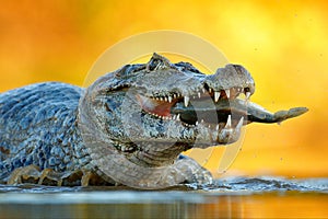 Yacare Caiman, crocodile with fish in with open muzzle with big teeth, Pantanal, Brazil. Detail portrait of danger reptile. Caiman