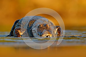 Yacare Caiman, crocodile with fish in with open muzzle with big teeth, Pantanal, Brazil. Detail portrait of danger reptile. Caiman