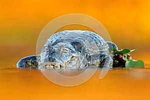 Yacare Caiman, crocodile with fish in with open muzzle with big teeth, Pantanal, Brazil. Detail portrait of danger reptile. Caiman