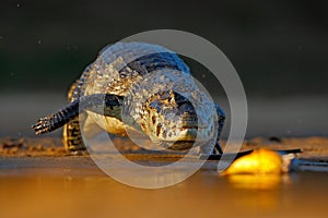 Yacare Caiman, crocodile hunting fish piranha with evening sun in the river, Pantanal, Bolivia