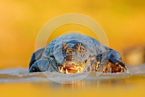 Yacare Caiman, crocodile with open muzzle with big teeth, Pantanal, Brazil. Detail portrait of danger reptile